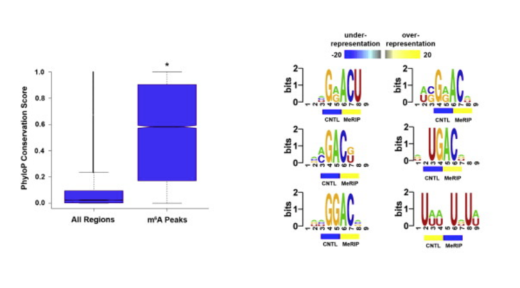 Comprehensive analysis of mRNA methylation reveals enrichment in 3′ UTRs and near stop codons