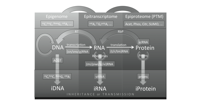 Paul Zumbo and Christopher E. Mason, Genome analysis: current procedures and applications, Chapter Molecular methods for profiling the RNA world, 2013.