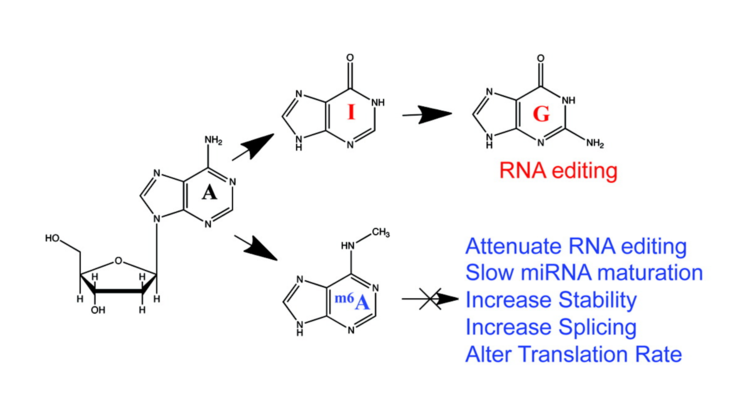 Novel RNA regulatory mechanisms revealed in the epitranscriptome