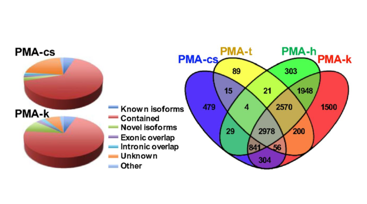 Xinghua Pan et al., “Two methods for full-length RNA sequencing for low quantities of cells and single cells,” Proceedings of the national academy of sciences of the united states of america, vol. 110, iss. 2, pp. 594-599, Jan 2013.