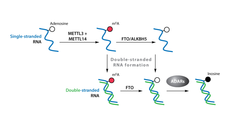 The pivotal regulatory landscape of RNA modifications