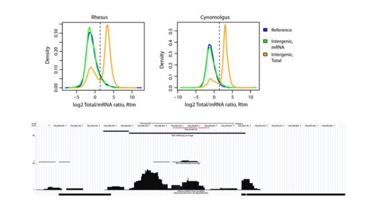 Assessment and improvement of indian-origin rhesus macaque and mauritian-origin cynomolgus macaque genome annotations using deep transcriptome sequencing data