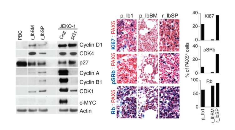 Cell-cycle reprogramming for PI3k inhibition overrides a relapse-specific c481s BTK mutation revealed by longitudinal functional genomics in mantle cell lymphoma