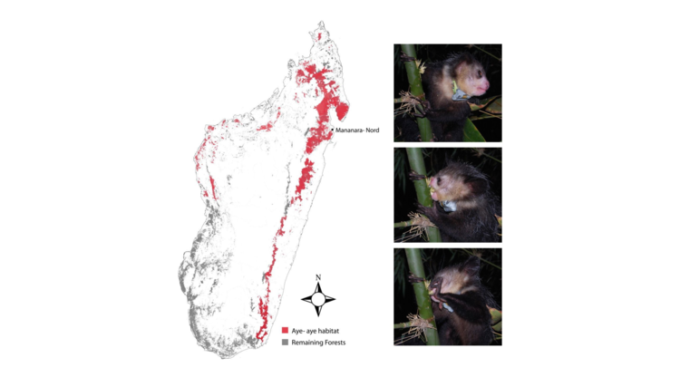 A genome sequence resource for the aye-aye (daubentonia madagascariensis), a nocturnal lemur from madagascar