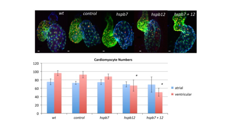 Small heat shock proteins hspb7 and hspb12 regulate early steps of cardiac morphogenesis