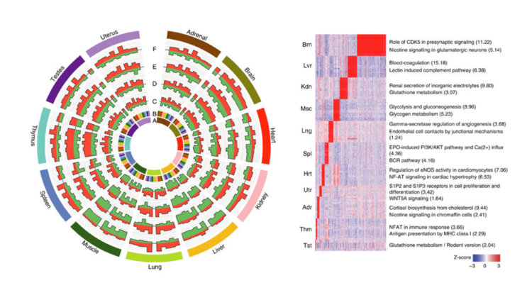 A rat RNA-seq transcriptomic BodyMap across 11 organs and 4 developmental stages